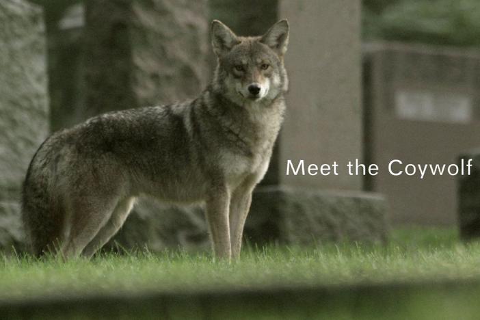 The mysterious coywolf is a mixture of western coyote and eastern wolf.