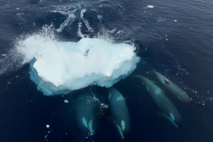 Killer whales rarely risk hunting leopard seals - Antarctica's second-top predator.