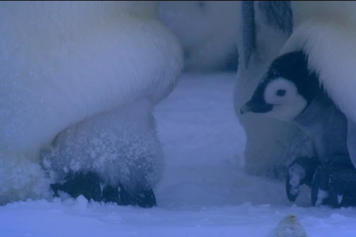 To keep warm, emperor penguins converge on the same central point and begin to huddle.