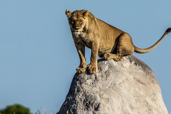 A pride of lions has no trouble hunting warthogs in their territory.