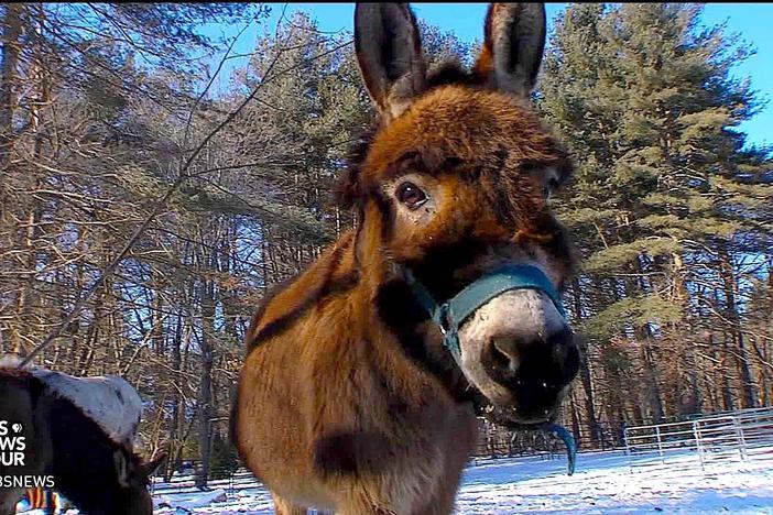 How donkeys are helping kids with autism process their feelings