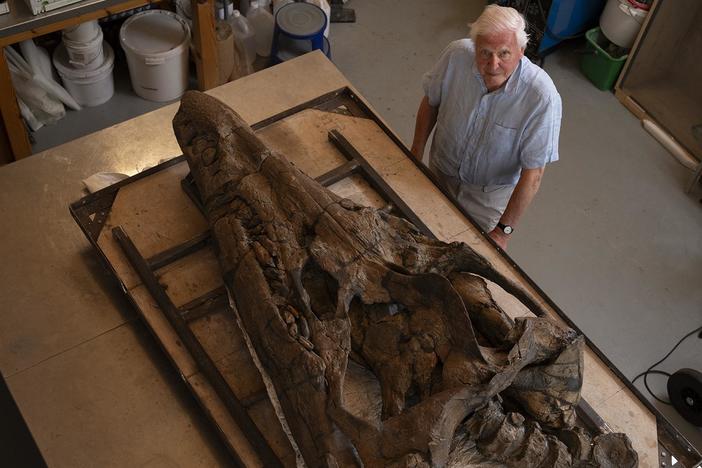 Sir David Attenborough and experts unearth the fossil of the largest Jurassic predator.