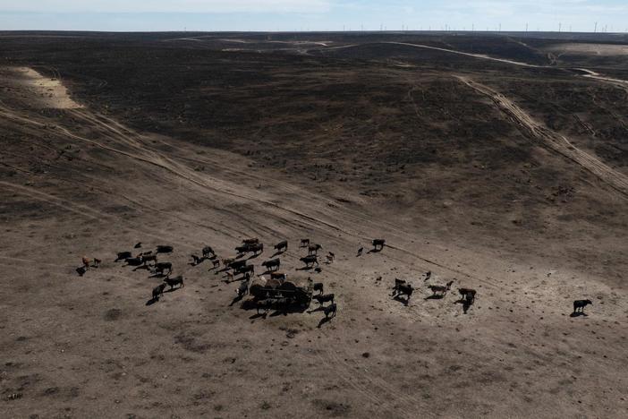 Texas farmers and ranchers see long road of recovery ahead after devastating wildfires