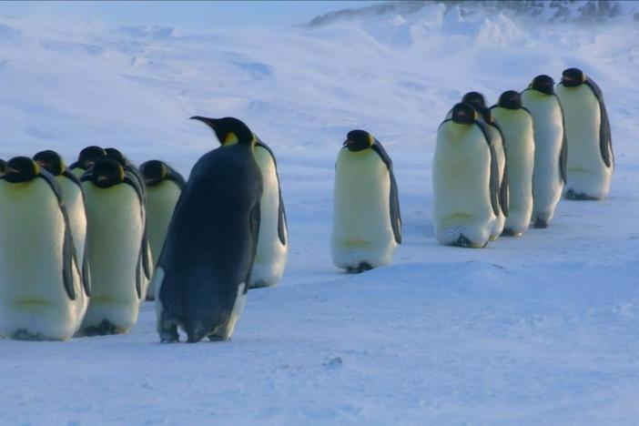 Emperor penguin moms rely on sound to find their babies. 