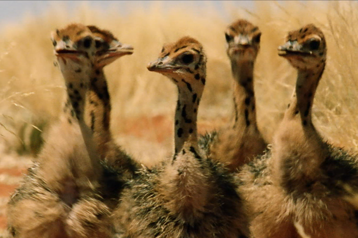 Moments after they hatch from the egg, baby ostriches are ready to get up and go. 