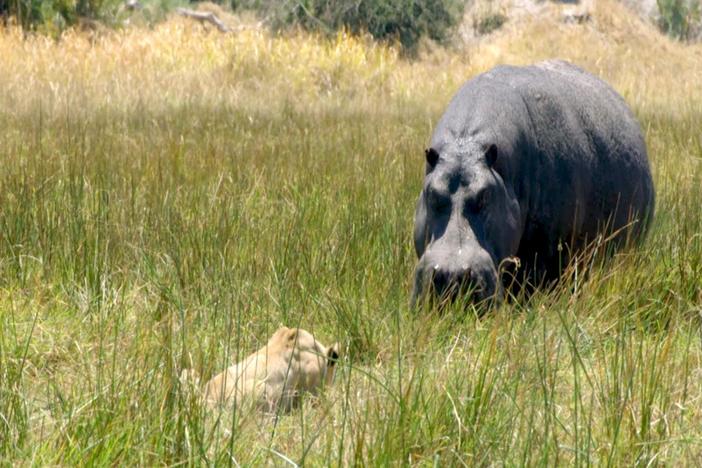 The scent of a decaying hippo attracts all sorts of predators to the hippo's ground.