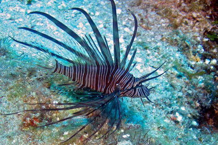 New report sheds light on environmental, financial costs of invasive species