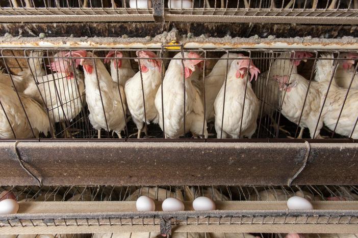 Growing concerns about bird flu cases in U.S. farm animals and risk to humans