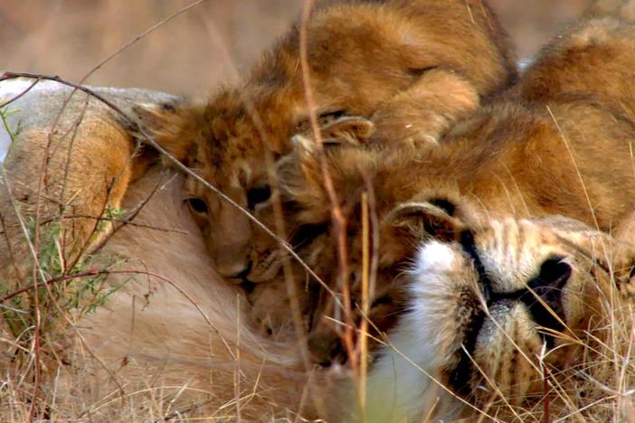 Asiatic lion cubs enjoy a little rough and tumble with their parents. 