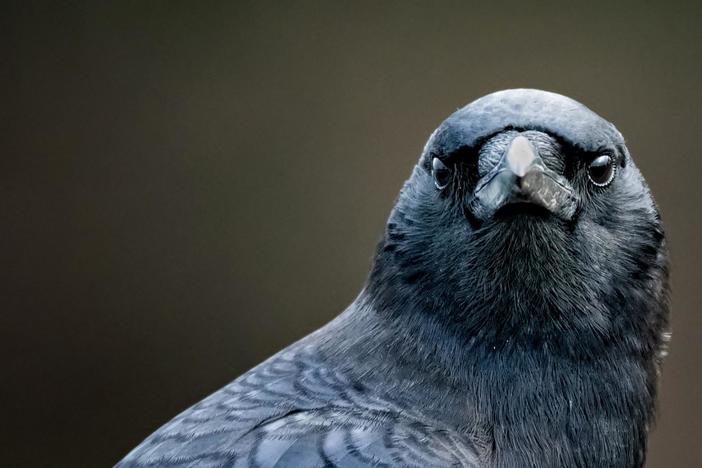 Watch as birds solve puzzles and challenge our basic notions of intelligence.