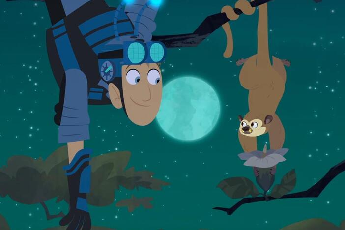 Martin uses special headgear to find Chris and runs into a Kinkajou, a pollinating mammal!
