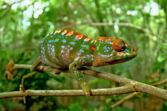 Filmmakers follow the short-lived journey of a matchstick-sized chameleon.