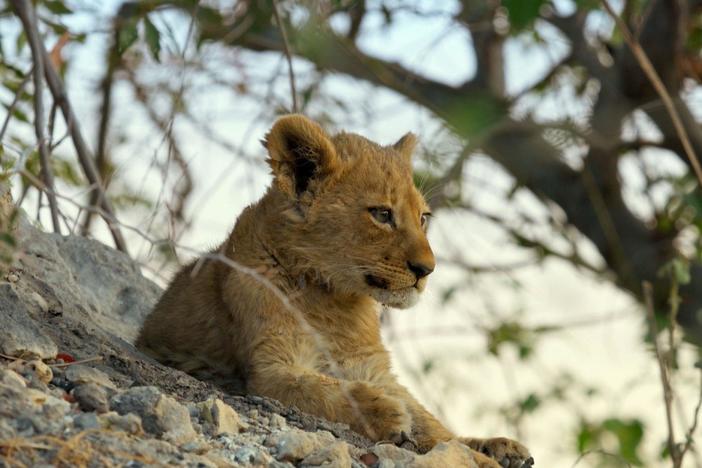Filmmaker Gordon Buchanan fears the worst for Matho’s lost lion cub.
