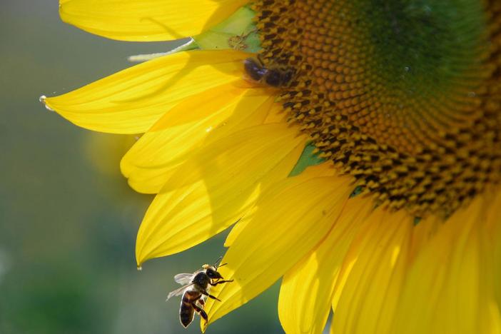 See first-hand how the changing climate affects crucial connections in nature.