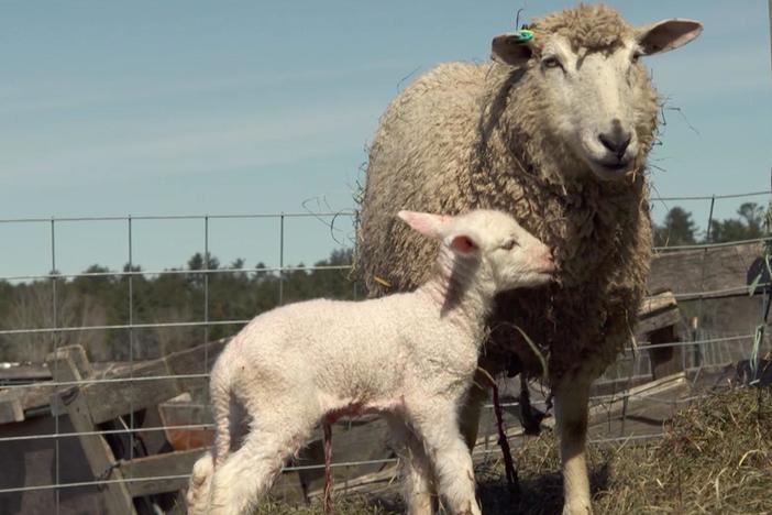 Watch a lamb being born into the world on Nanne Kennedy's wool farm.