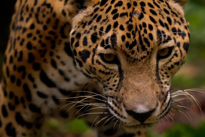 Jaguar populations are falling worldwide, but the big cats are thriving in Belize.