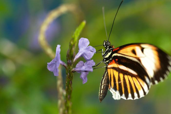 Explore the amazing abilities of butterflies – from camouflage to chemical weaponry.