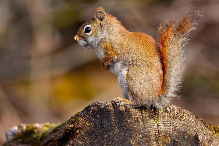 In preparation for winter, squirrels stock-up on food and the competition is fierce.