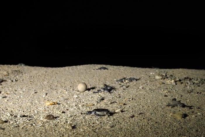 See a baby turtle fight for it's life against a ghost crab on Raine Island.