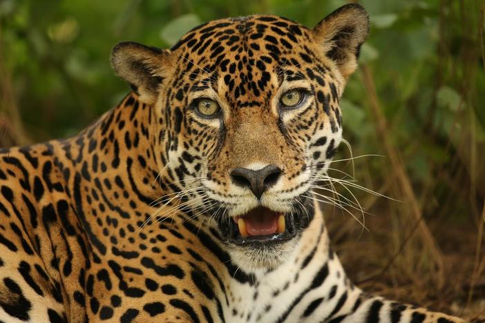 Discover how cats first crossed from Asia into North America and became the top predators.