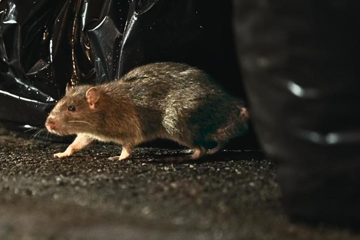 When it comes to NYC, the rat is the undisputed king!