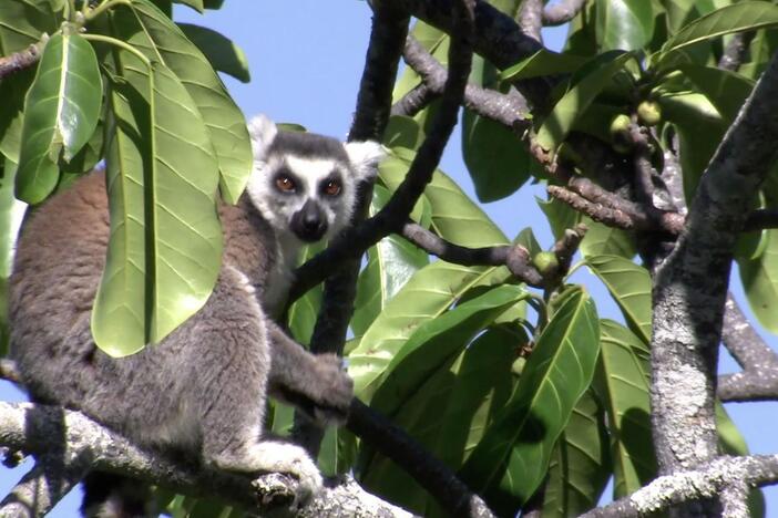 Ring-tailed lemurs use scent to find food, determine rank, and protect resources. 