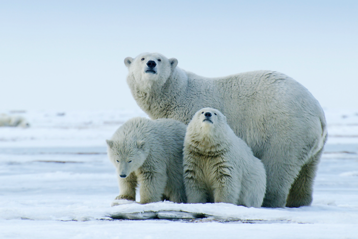 A polar bear mother and her cubs search for scraps during a too-hot summer.