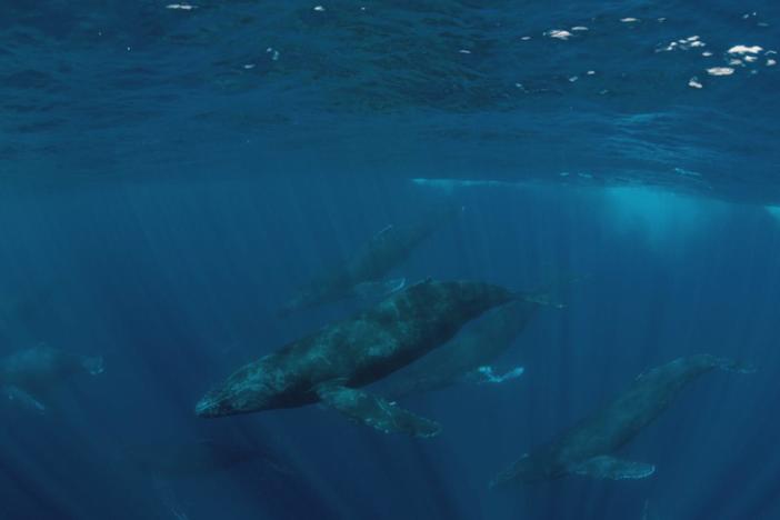 We yearn to unravel the mysterious Pacific, but she doesn't give up her secrets willingly.