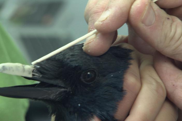 Don the crow suffered an injury to his beak and struggled to eat. 