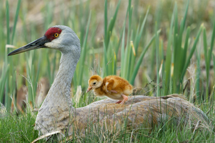 For this crane family, the raising of their young has just begun.