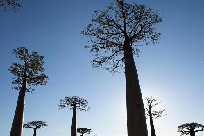 The residents of Ampotaka rely on the baobab trees during Madagascar's dry season.