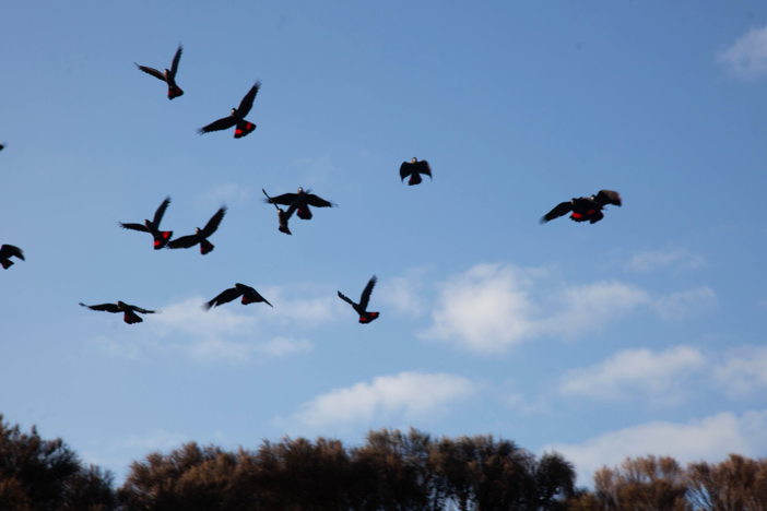 A team searches for surviving glossy black cockatoos amid the Australian fires.