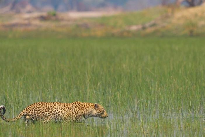 A male leopard enters the floodplain, taking everyone by surprise.