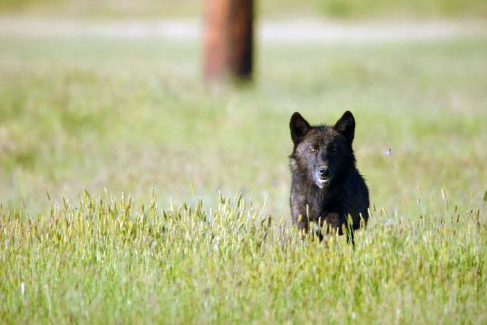Wildlife Cameraman Charlie Hamilton James follows some hungry wolves near Jackson.