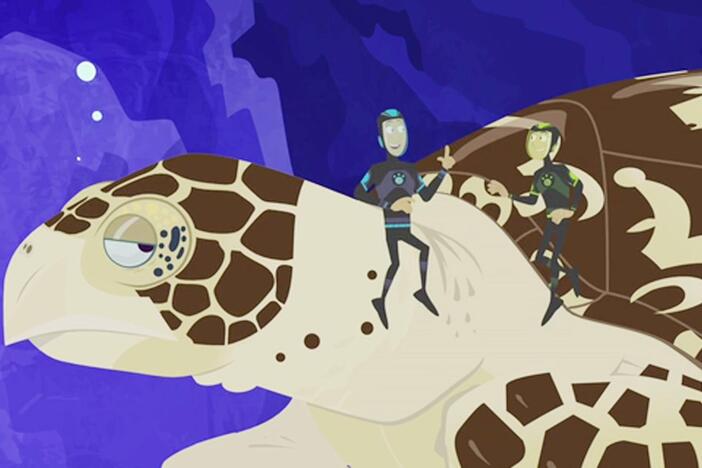 The gang tries to uncover the secrets of the sea turtle's swimming action.