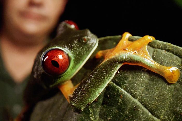 Frogs are going extinct - here's how we can save them.