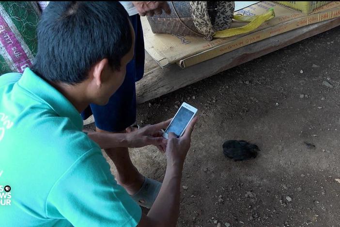 In Thailand, tracking animal health to prevent outbreaks of human disease