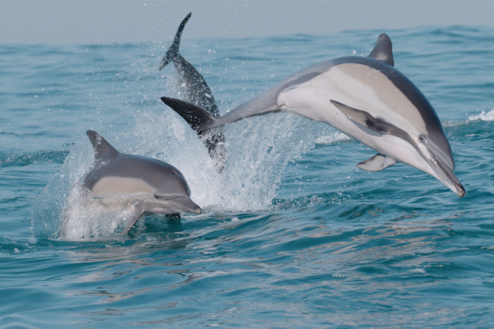 Dolphins are the keystone heroes of the sardine run.