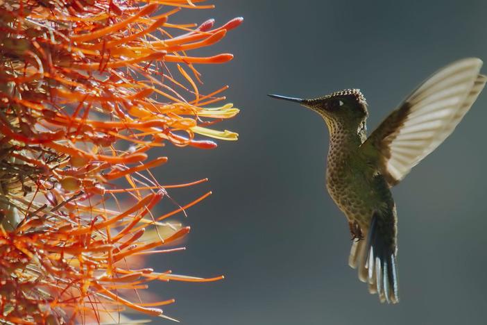 Tristerix seeds travel in bird droppings to invade the bodies of giant cactus.