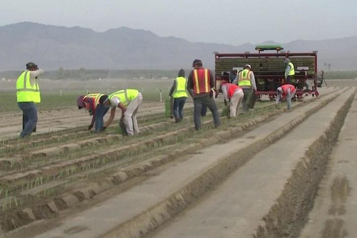 Deemed essential, California farmworkers risk disease and deportation