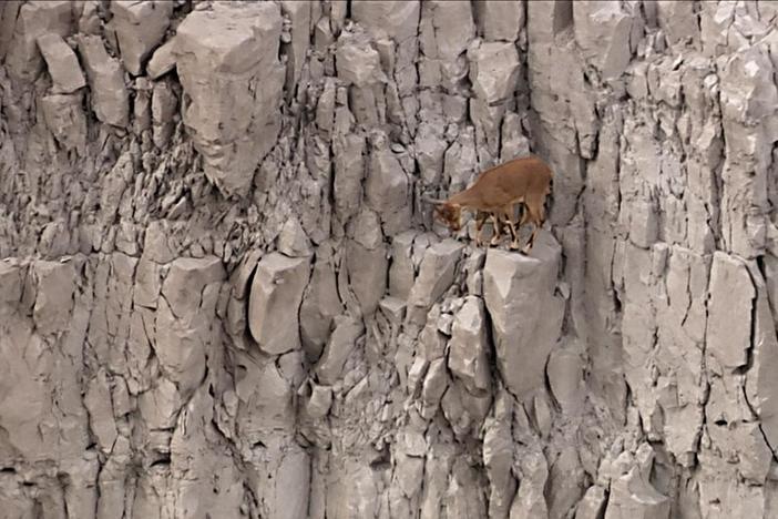 The nubian ibex, a desert-dwelling goat, can scale near vertical cliffs. 