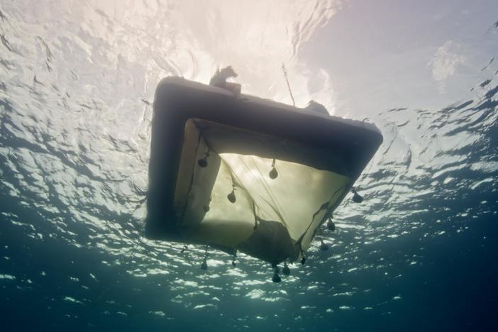 The innovative mission to restore coral reefs with a groundbreaking musical twist.