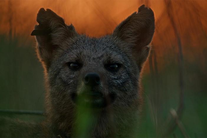 A small-toothed dog dad teaches his pups how to hunt for termites.