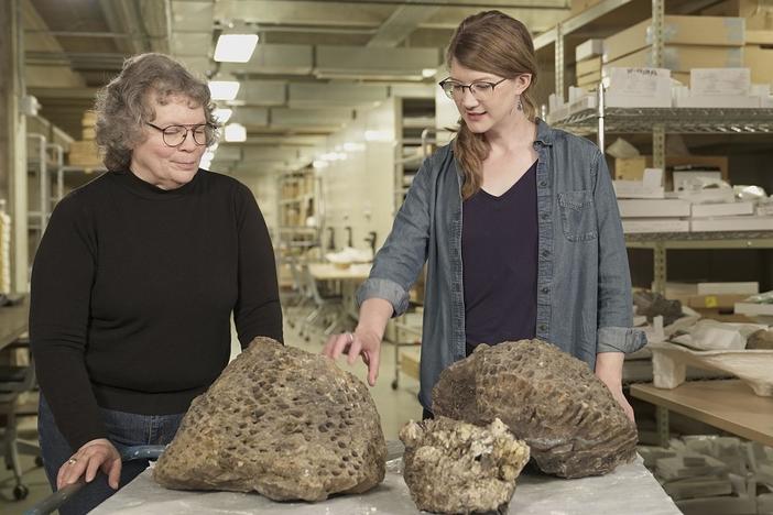 Join Emily as discovers surprising truths hidden in the fossil record.