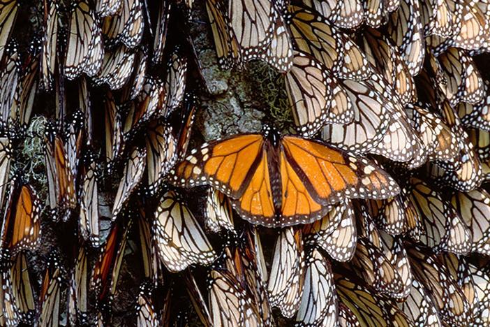 An important Mexican annual event coincides with one of its greatest natural spectacles.