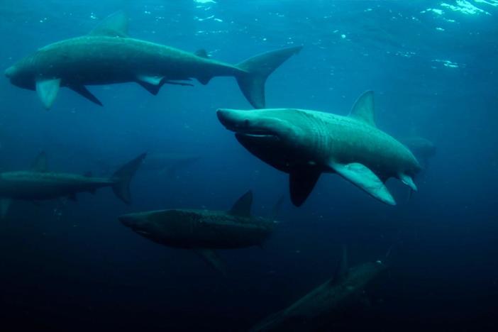 Basking sharks are typically solitary but large groups have recently been found together.