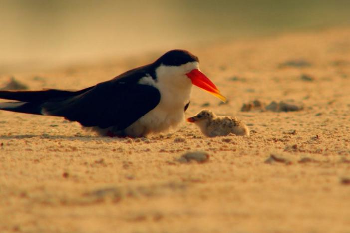 Spend some time with these nesting African Skimmers on the Okavango River.