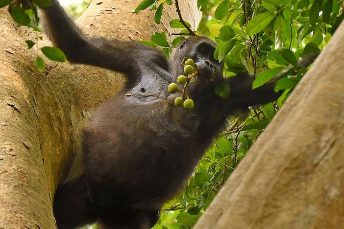 Get an intimate look at a silverback family in Gabon’s Loango National Park.