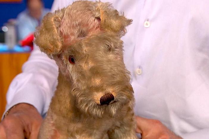 Appraisal: Steiff Dog, ca. 1930, from Anaheim Hour 2.
