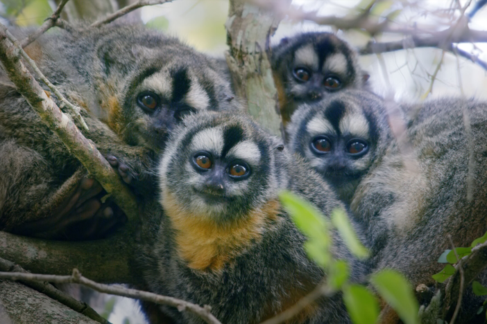 Family is everything for primates. Meet devoted monkeys’ uncles and playmate apes.